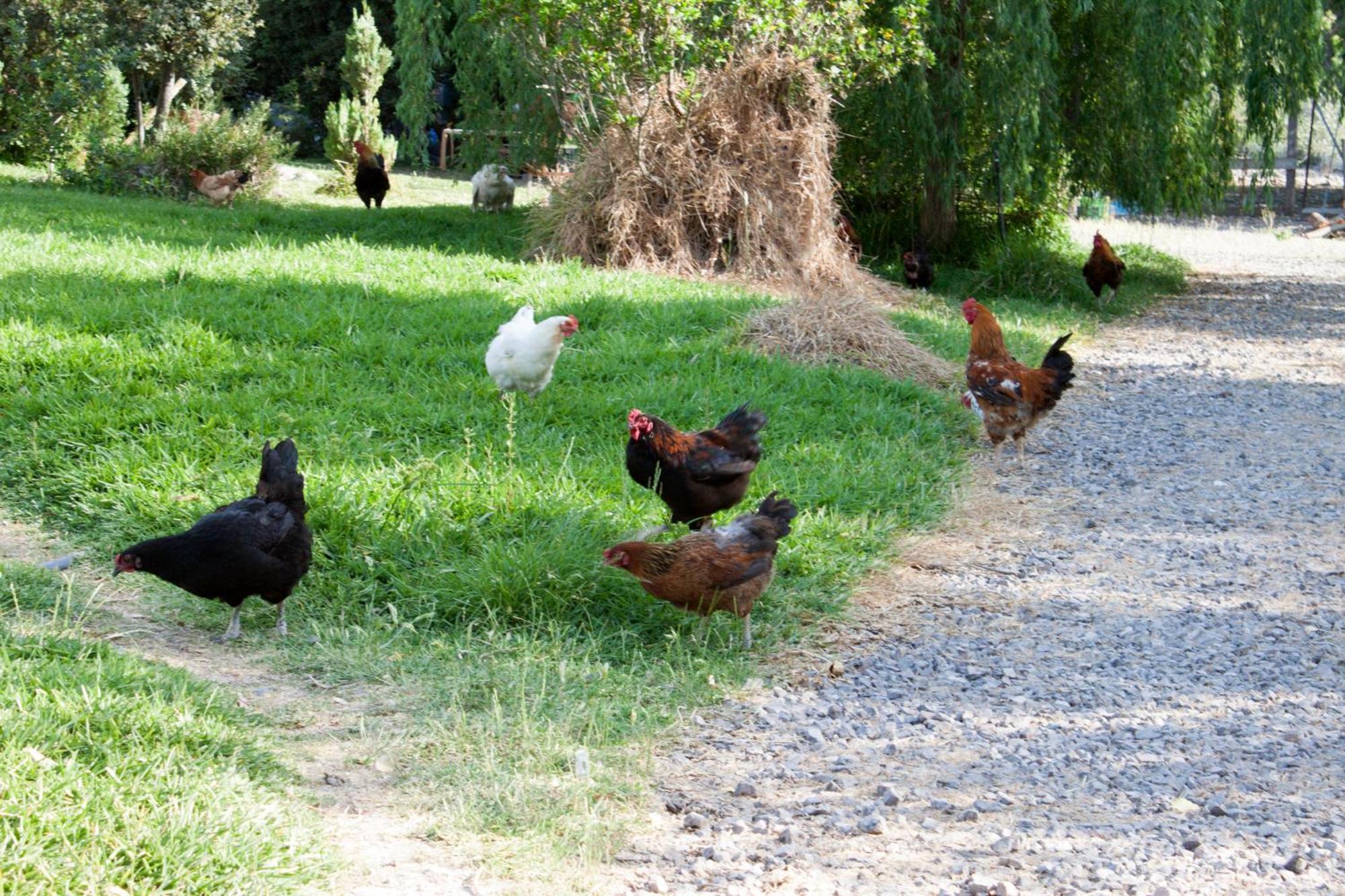 Marrùbiu Il Vecchioliveto Di Ornella Bed & Breakfast エクステリア 写真